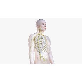 Male Body, Skeleton and Nervous System (Low Poly) 3D model